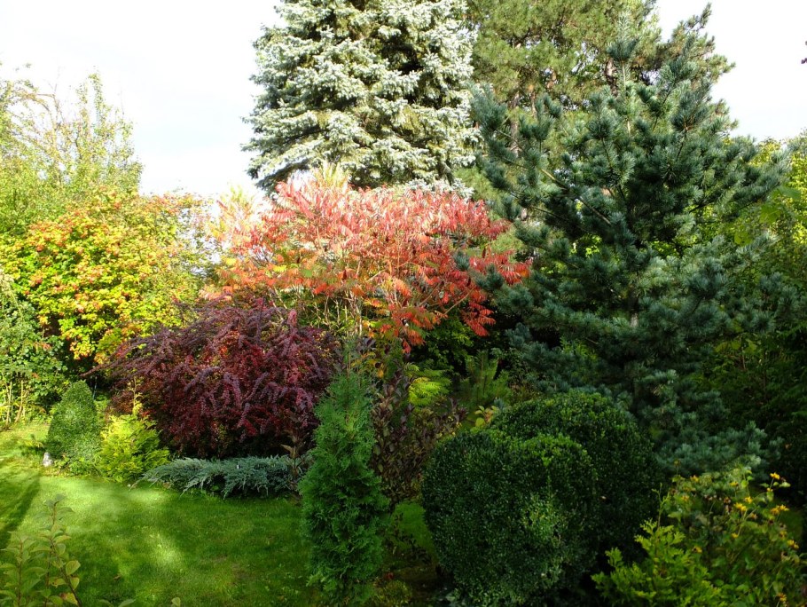 Сумах оленерогий в ландшафтном дизайне