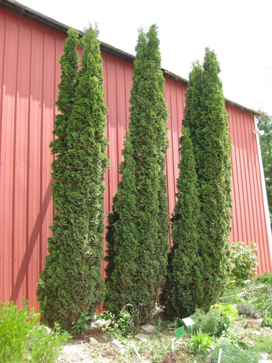 Туя Западная ДЕГРУТ Спайр