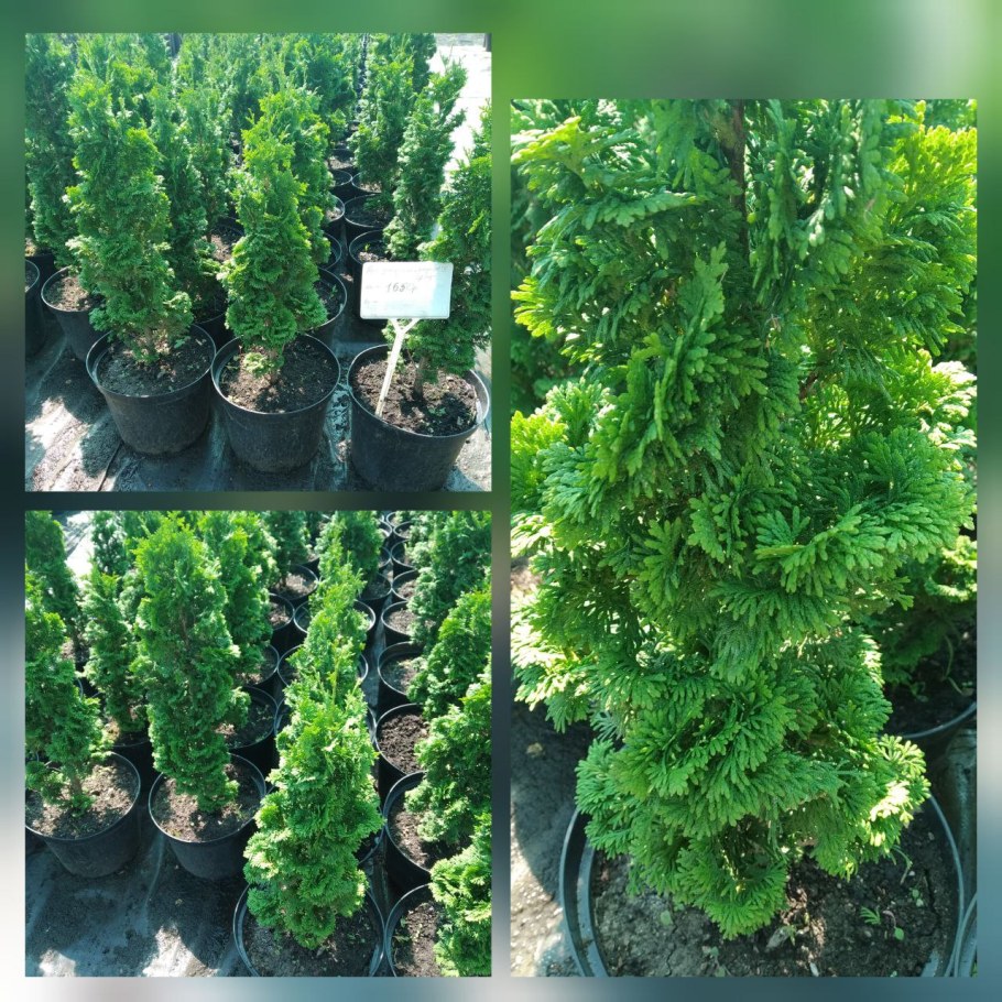 Туя Западная Дегрутс Спайр