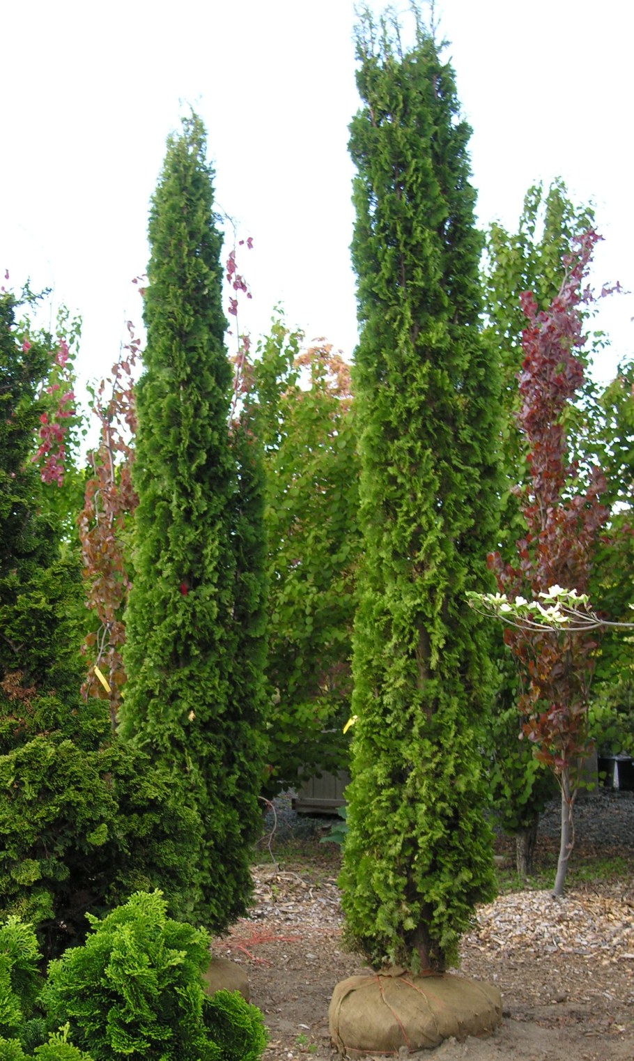Туя Западная DEGROOT'S Spire