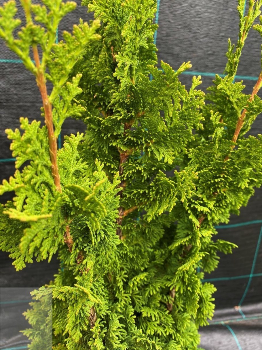 Туя ДЕГРОТС Спайр