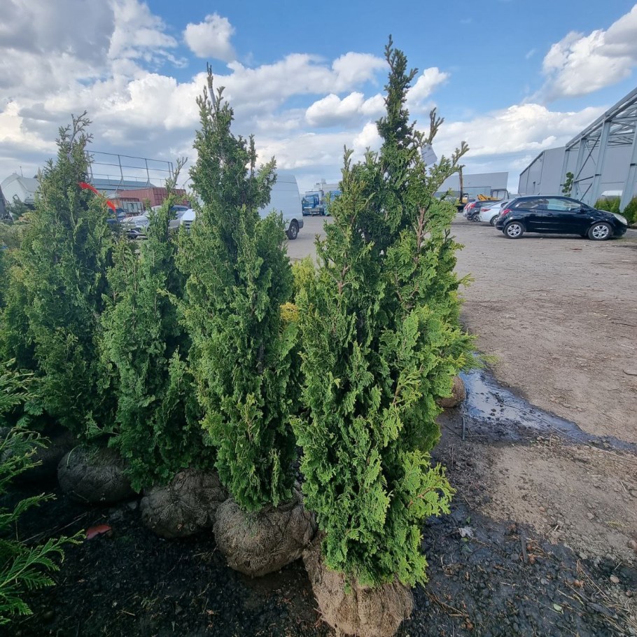 Туя ДЕГРУТ Спайр фото