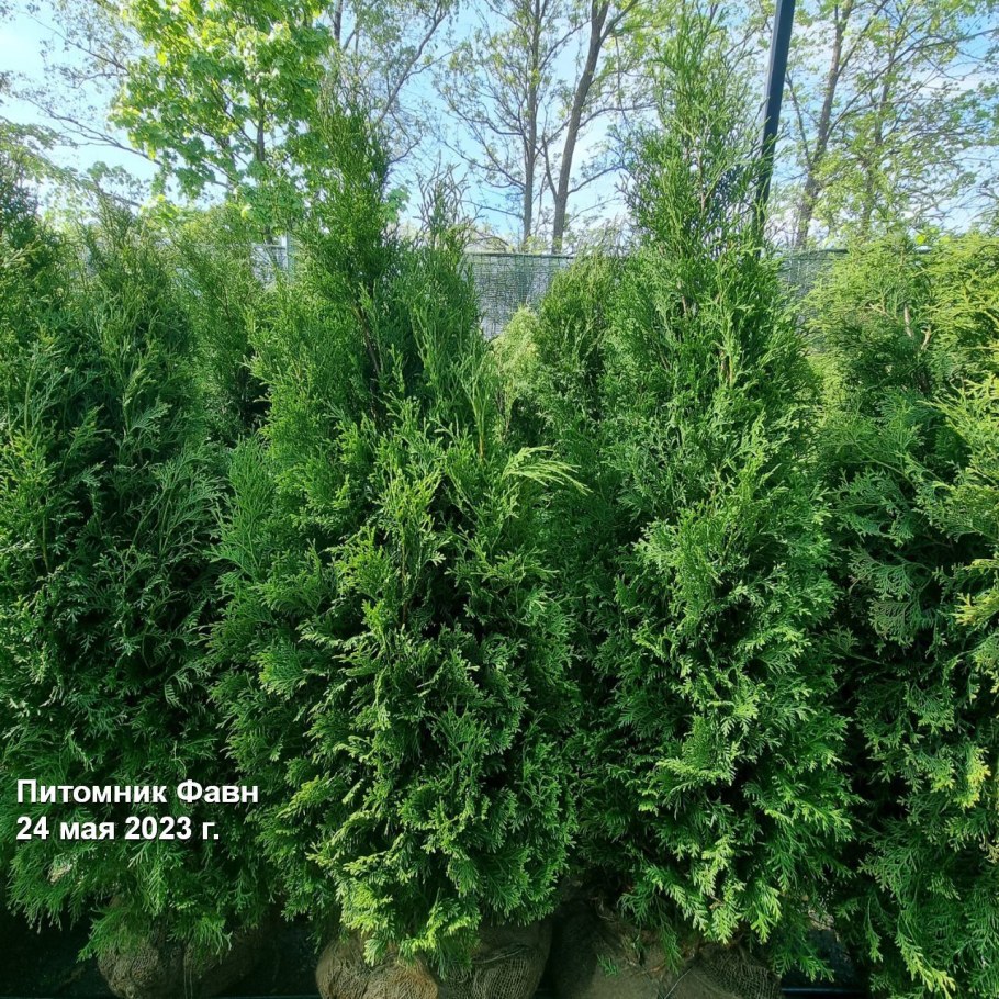 Туя ДЕГРУТ Спайр