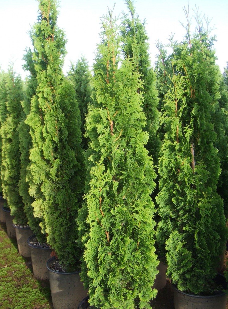 Туя Западная Спиралис