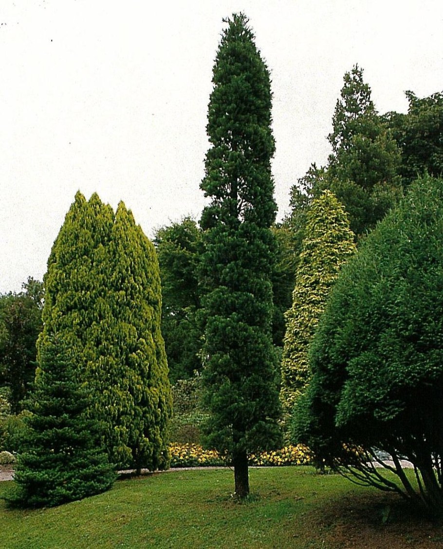Туя Западная DEGROOT'S Spire