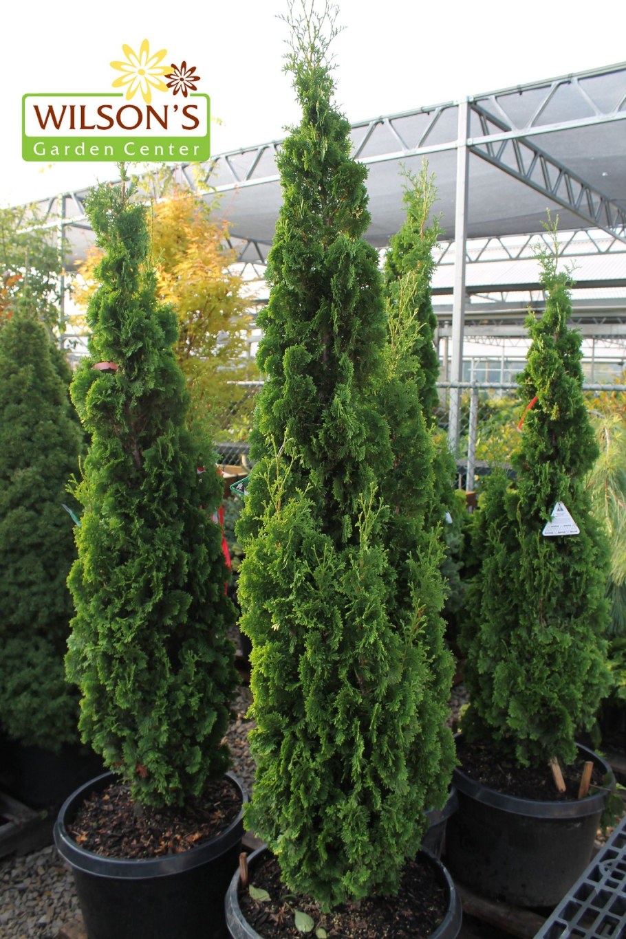 Degroots Spire (Дегрутс Спайр)