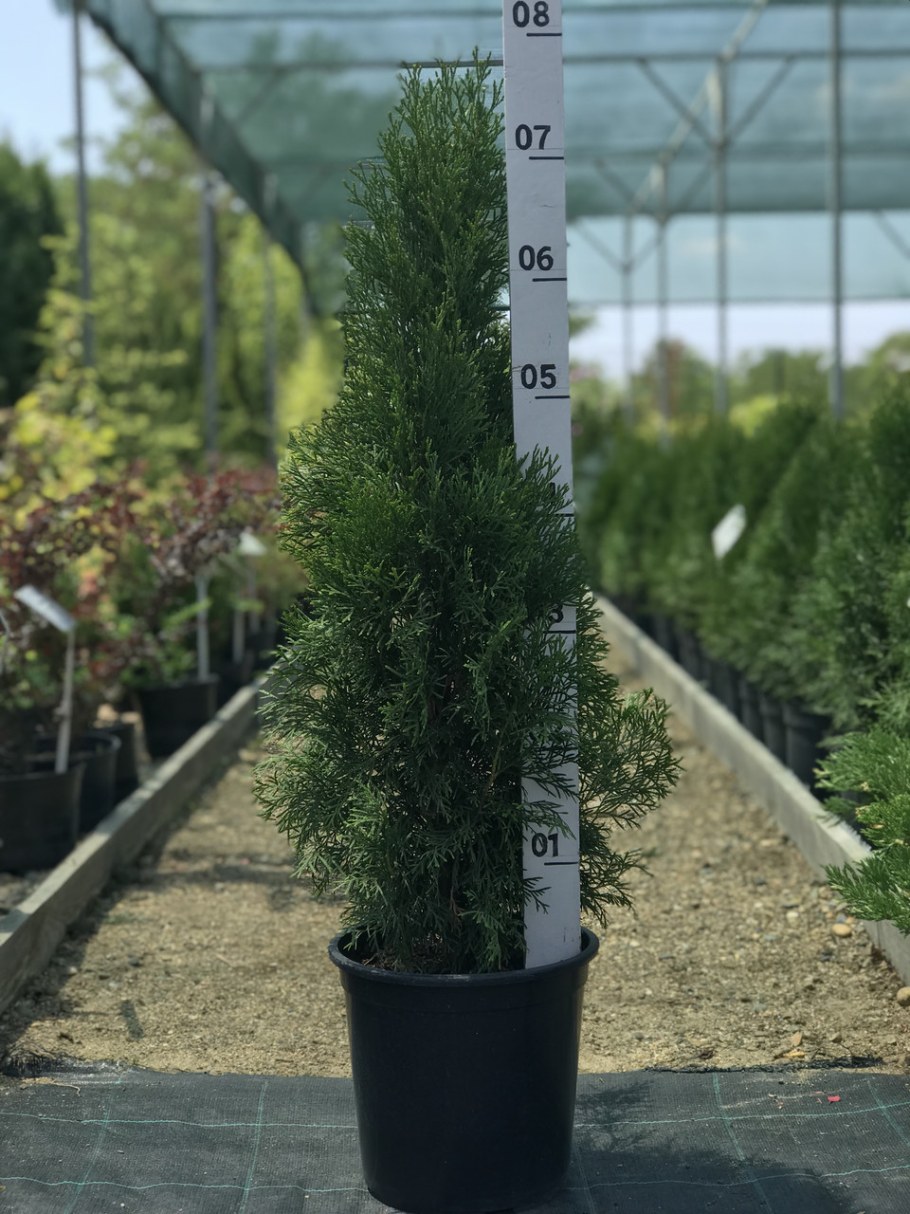 Туя Западная Грин ЭГГ