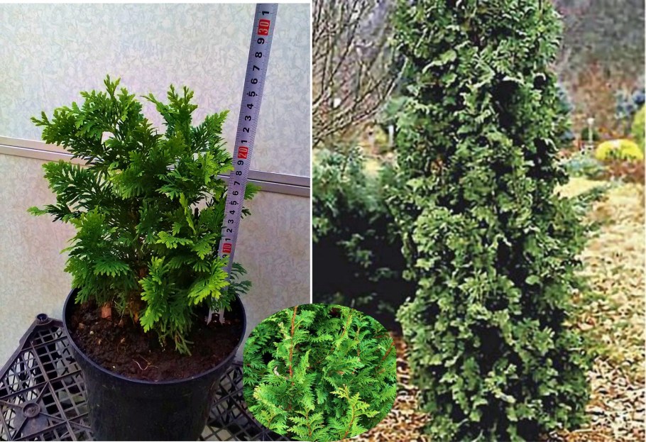 Туя Смарагд Спиралис