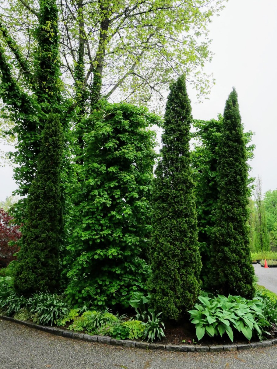 Туя ДЕГРУТ Спайр (DEGROOT’S Spire