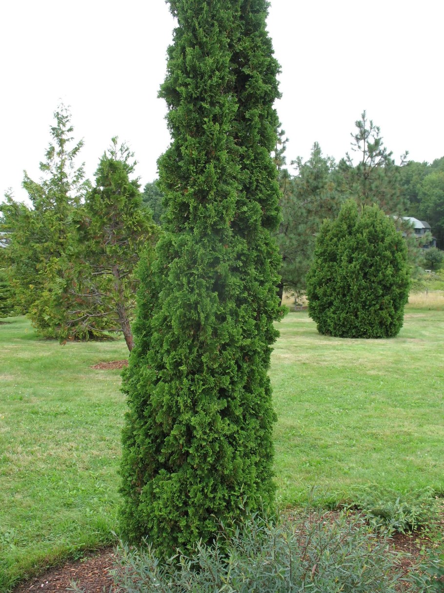 Туя Западная Спиралис