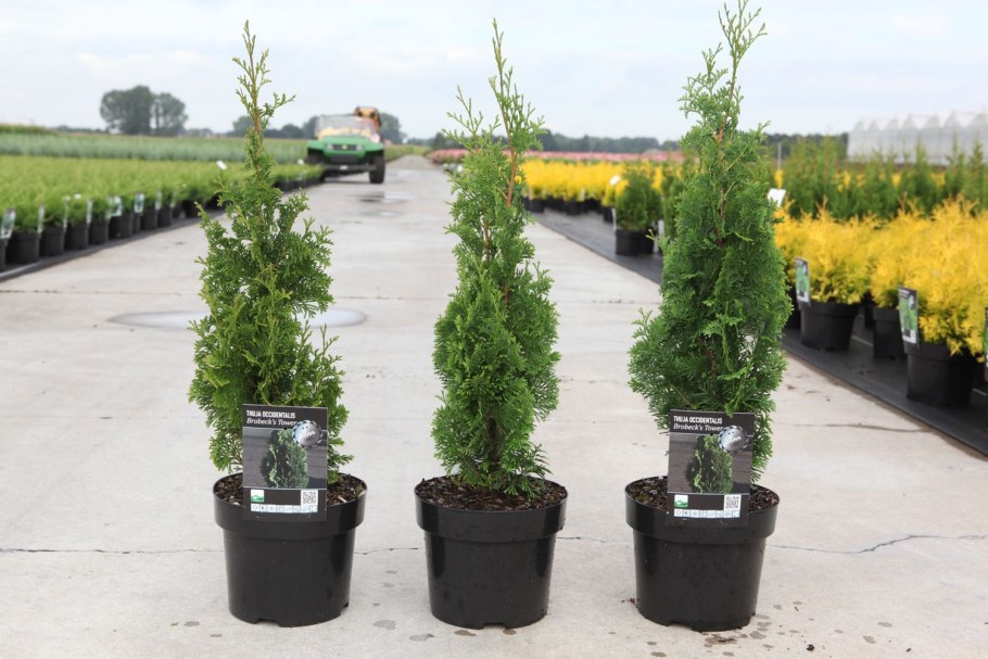 Туя Западная Brobeck's Tower