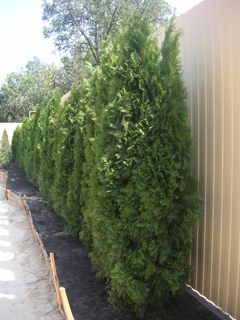 Туя Холмструп