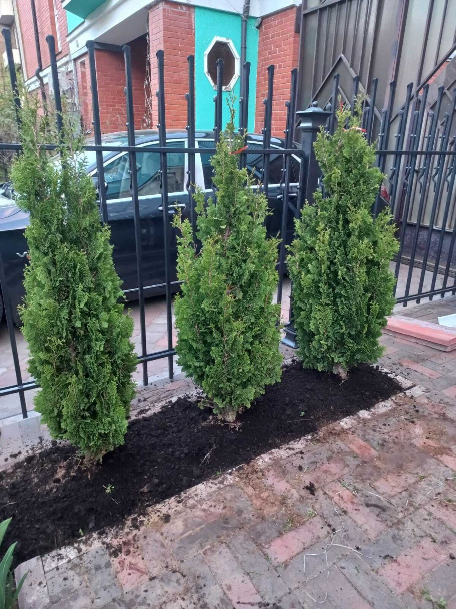 Туя ДЕГРУТ Спайр