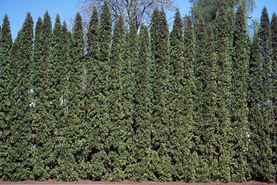 Туя ДЕГРУТ Спайр