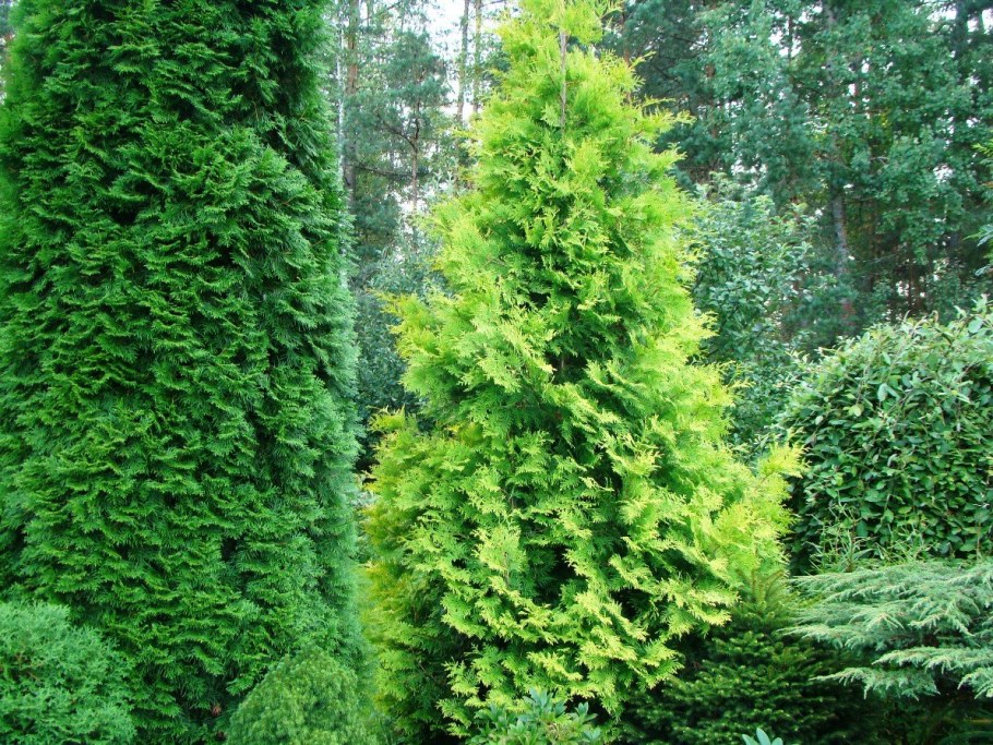 Туя складчатая Гельдерлэнд