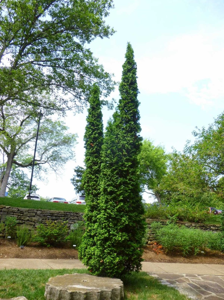 Туя Западная ДЕГРУТ Спайр