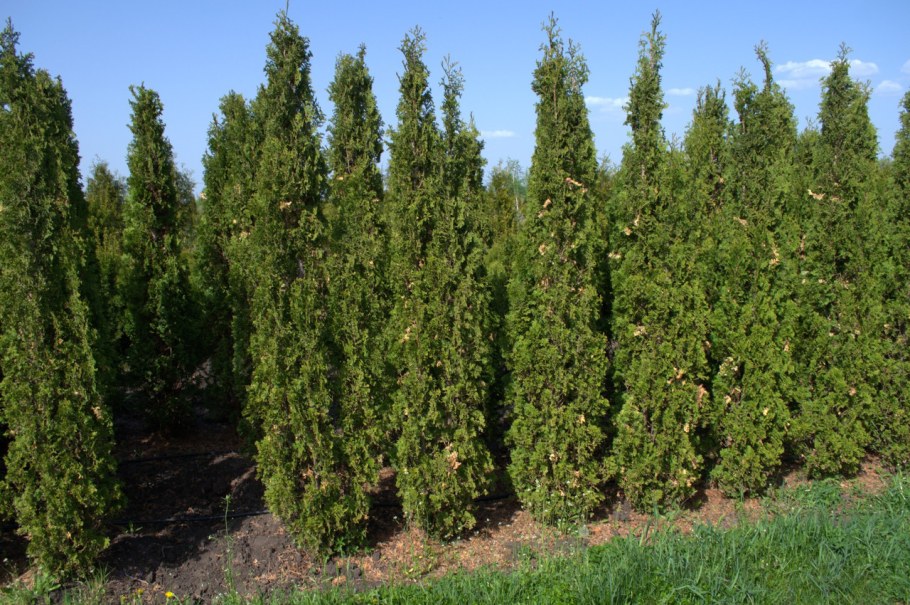 Туя Западная DEGROOT'S Spire