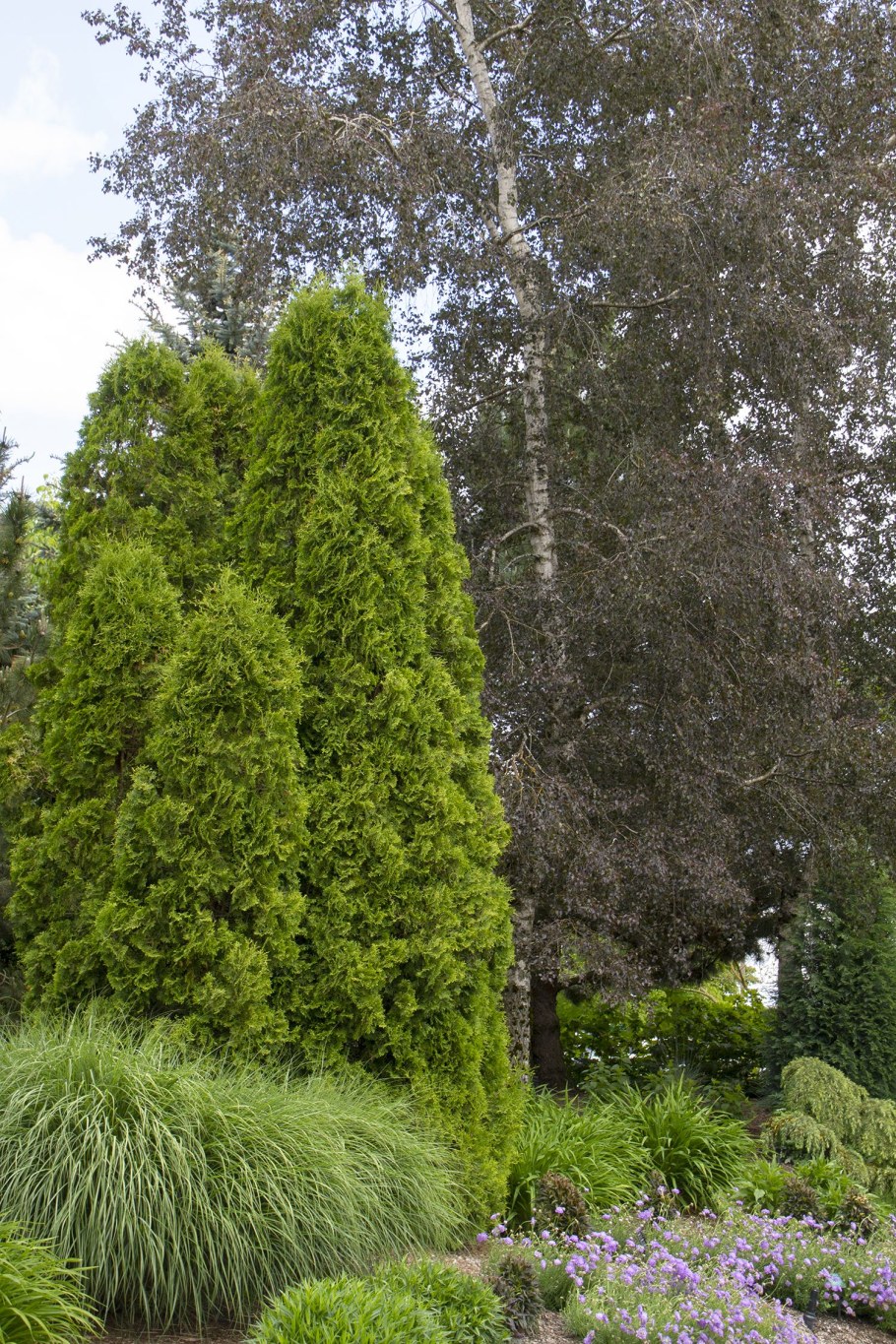 Туя Западная Спиралис