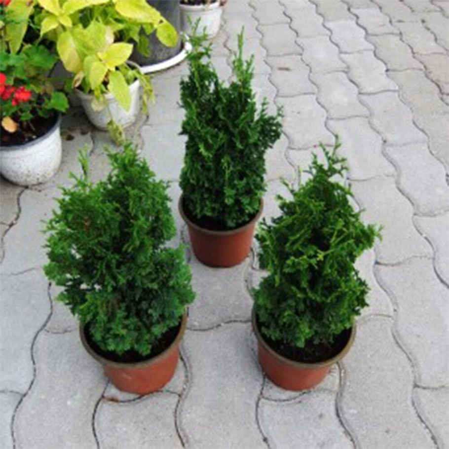 Туя Спиралис мини