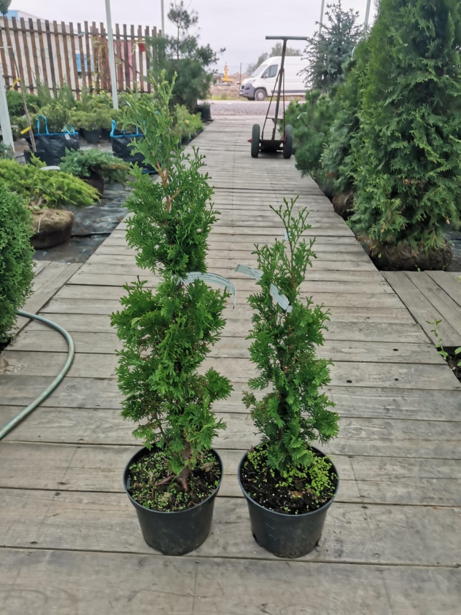 Туя Западная ДЕГРУТ Спайр