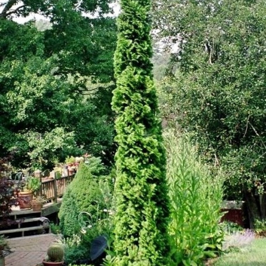 Туя ДЕГРОТС Спайр