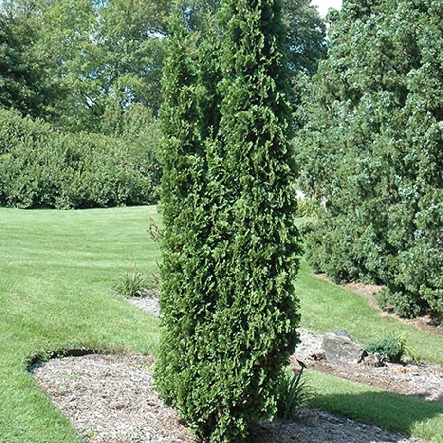 Туя ДЕГРУТ Спайр