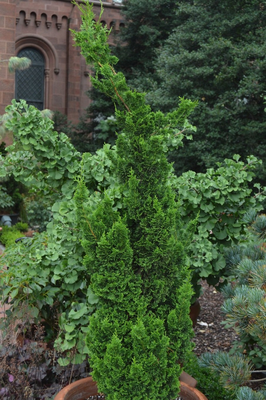 Туя Смарагд Спиралис