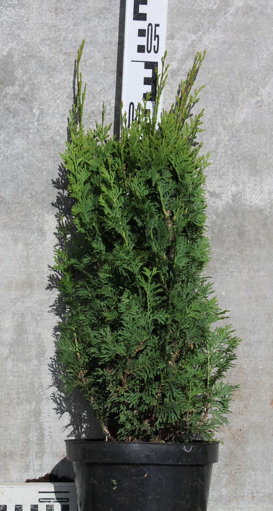 Туя Западная ДЕГРОТС Спайер