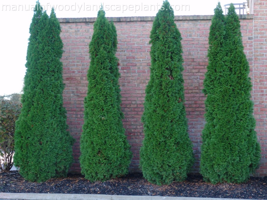 Туя Западная ДЕГРУТ Спайр