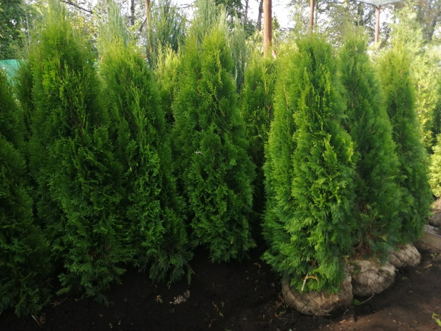 Туя ДЕГРУТ Спайр