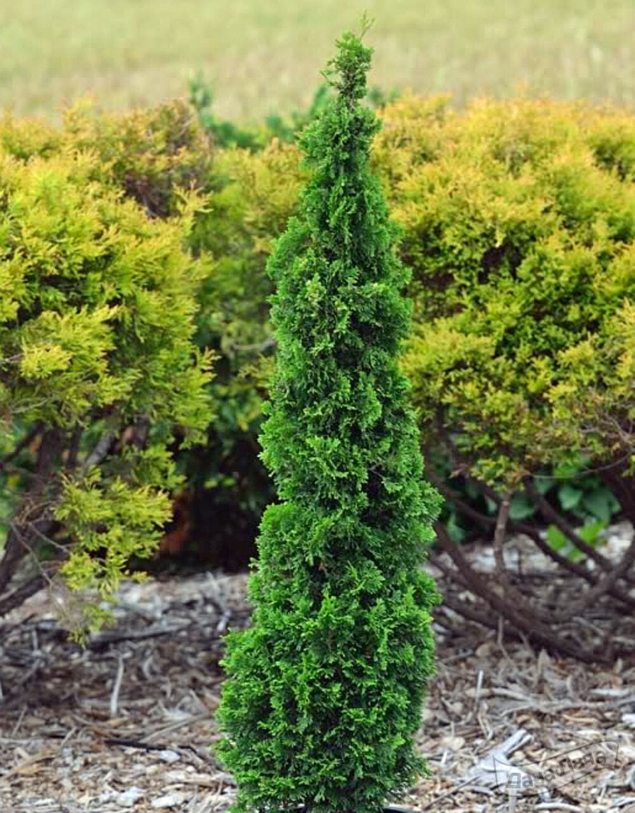 Туя Западная DEGROOT'S Spire