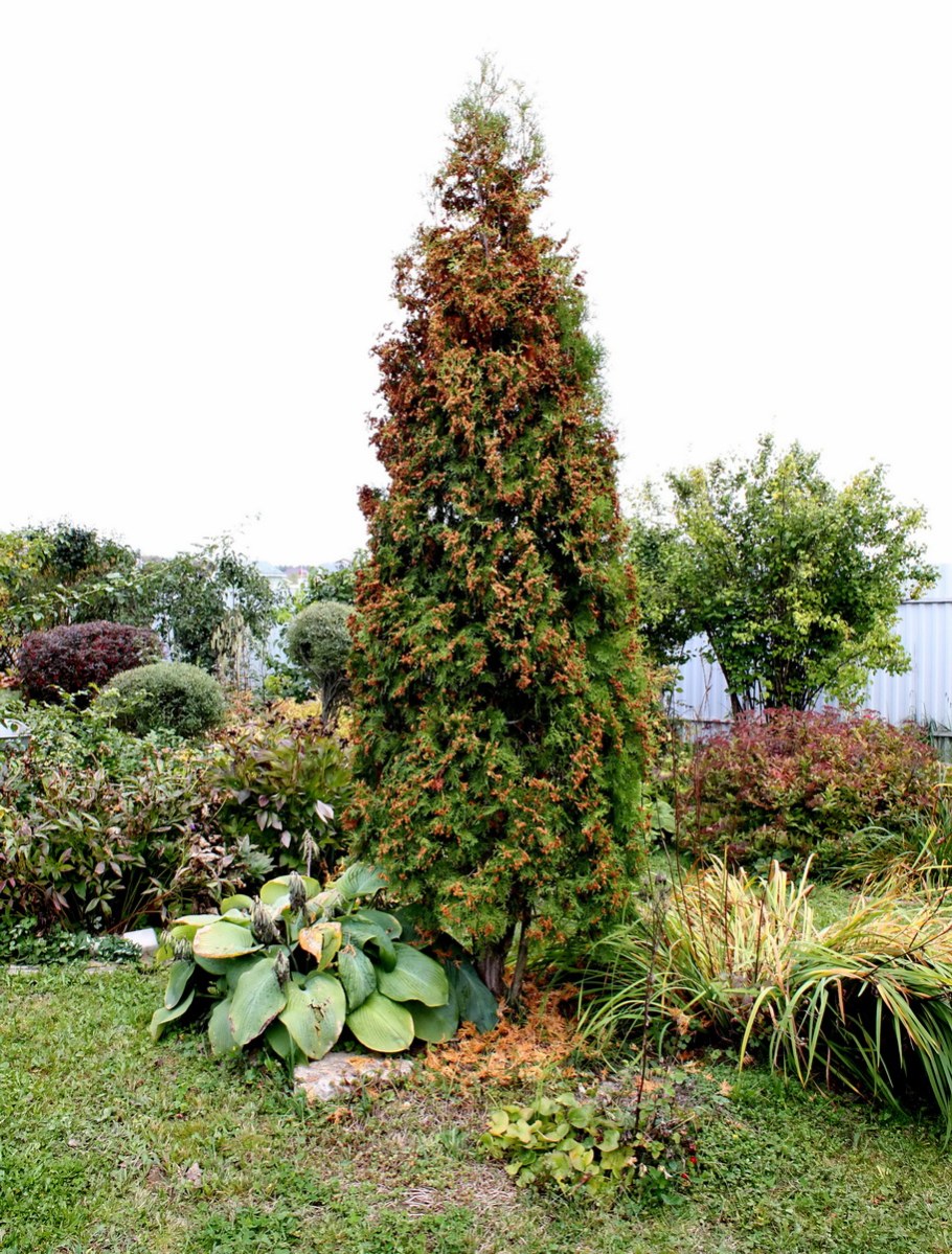 Туя Западная ДЕГРУТ Спайр