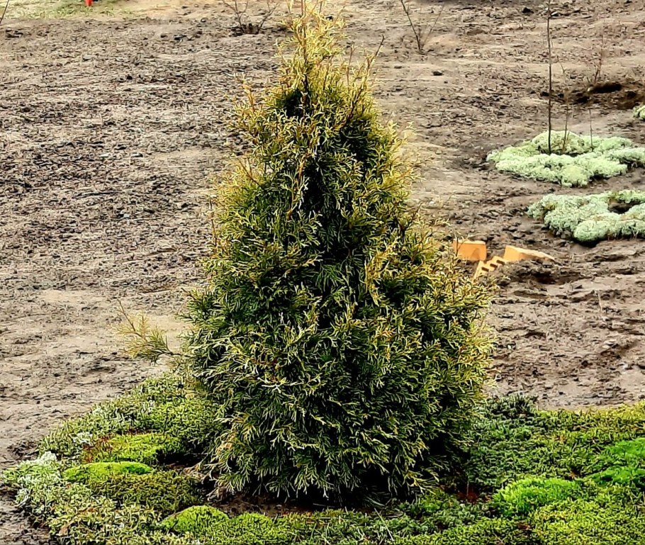 Туя Западная белокончиковая «Альбоспиката»