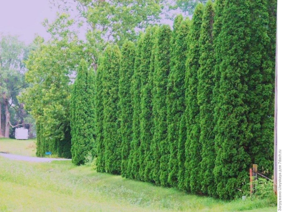 Туя Колумна Живая изгородь