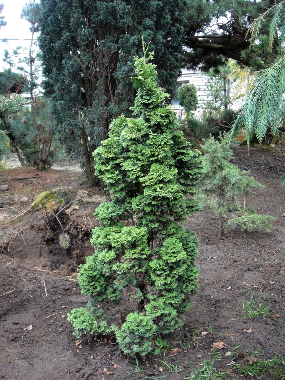 Туя Западная ДЕГРУТ Спайр