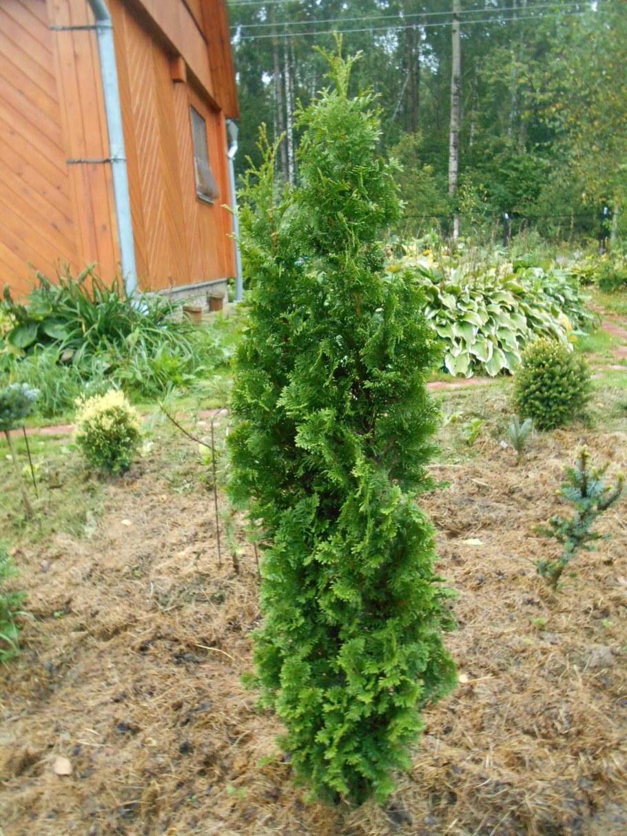 Туя Зматлик