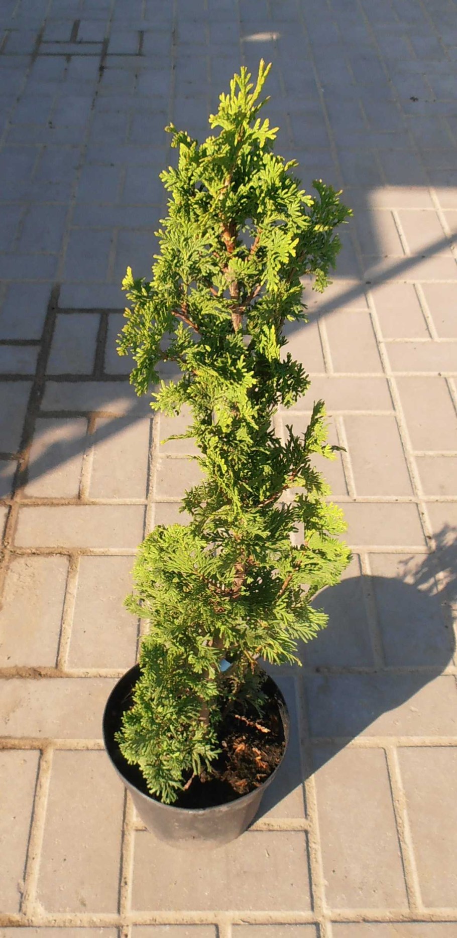 Туя Западная ДЕГРУТ Спайр