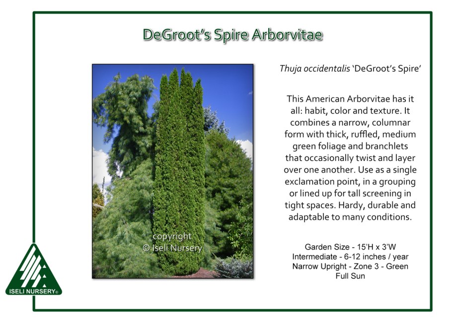Туя Thuja occidentalis 'DEGROOT'S Spire'
