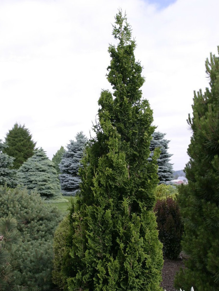 Туя Западная Зматлик Thuja occidentalis Zmatlik