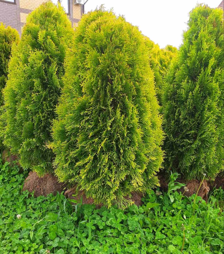 Туя Голден Брабант