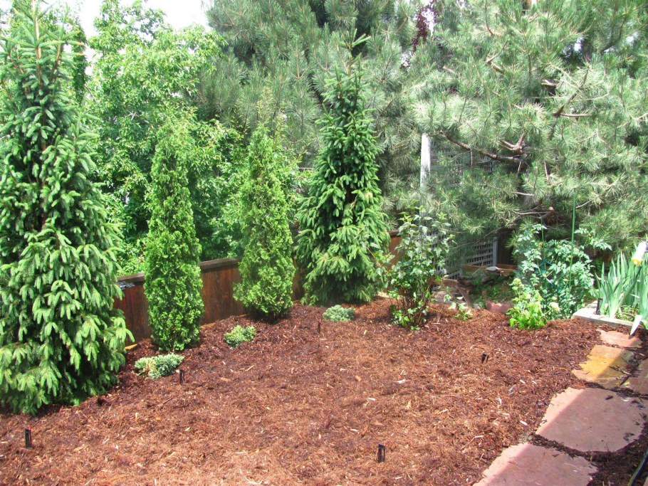 Туя Западная DEGROOT'S Spire