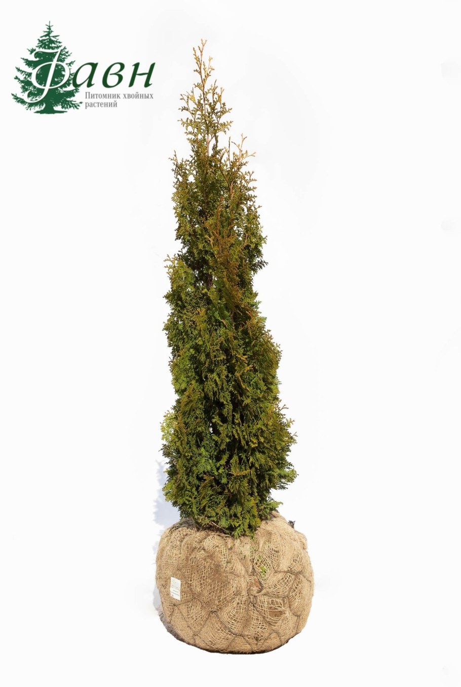 Туя ДЕГРУТ Спайр