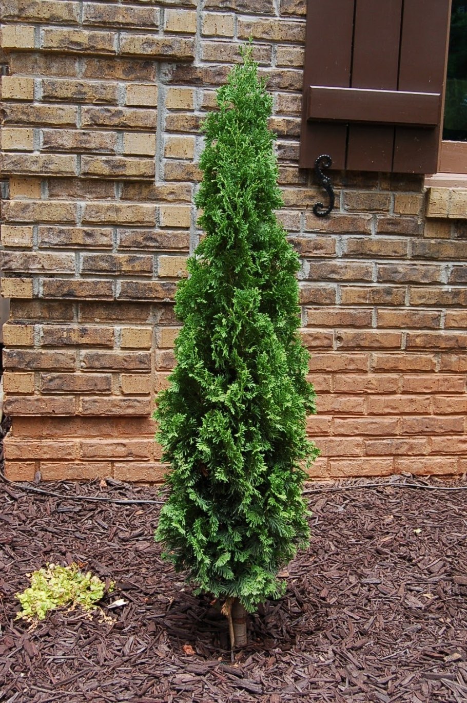 Туя Западная Дегрутс Спайр