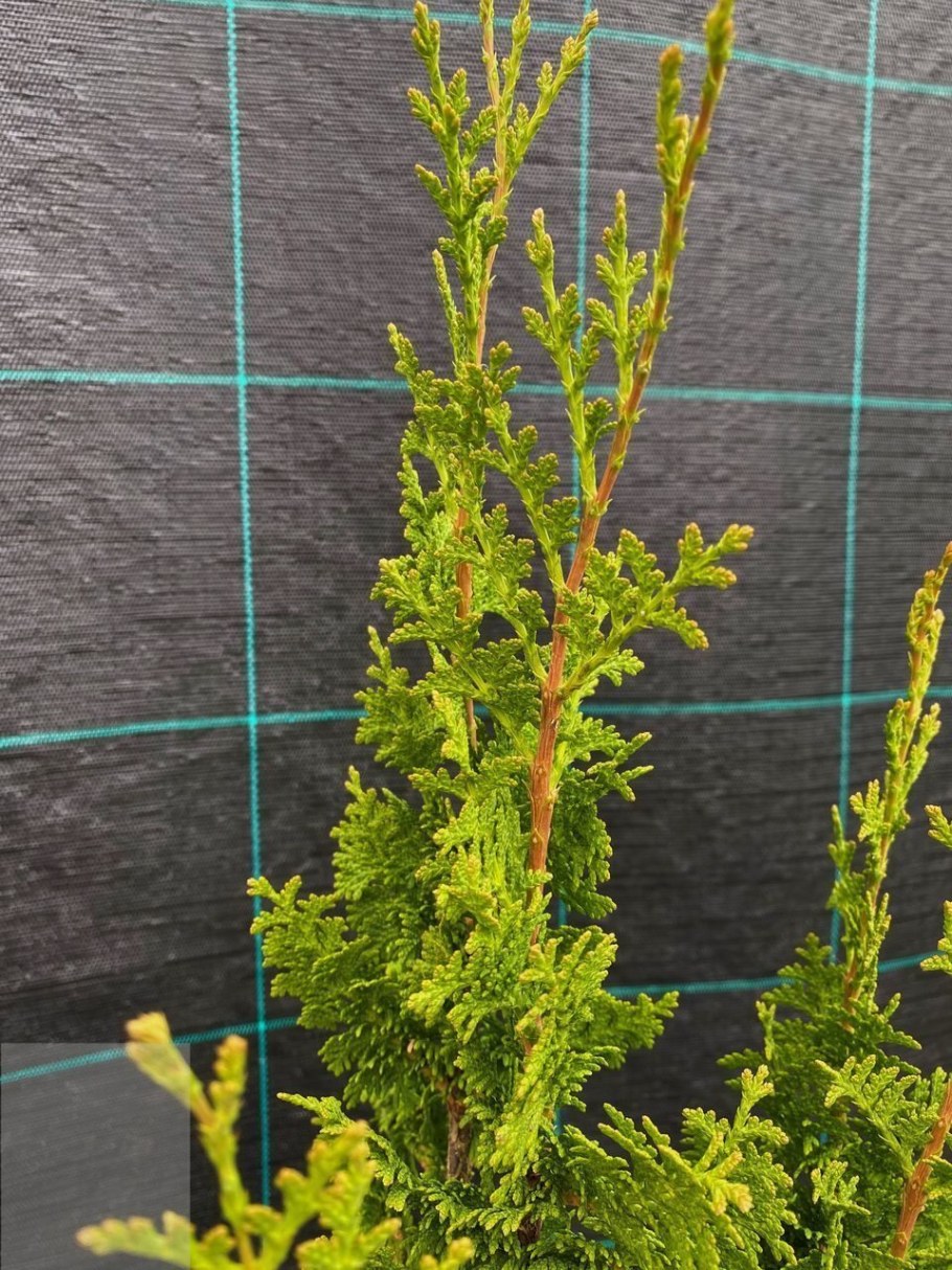 Туя Западная ДЕГРУТ Спайр