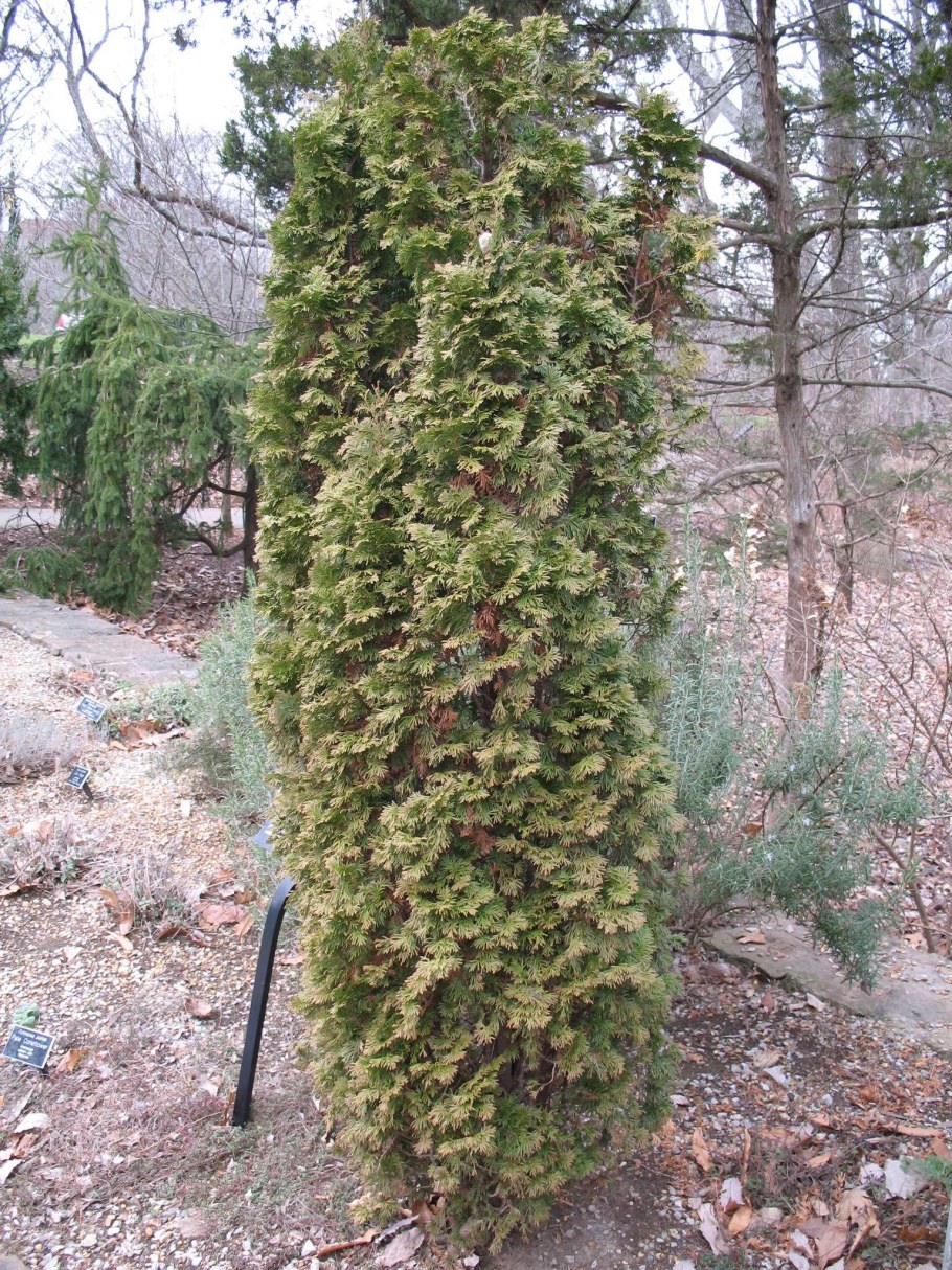 Туя Западная DEGROOT'S Spire