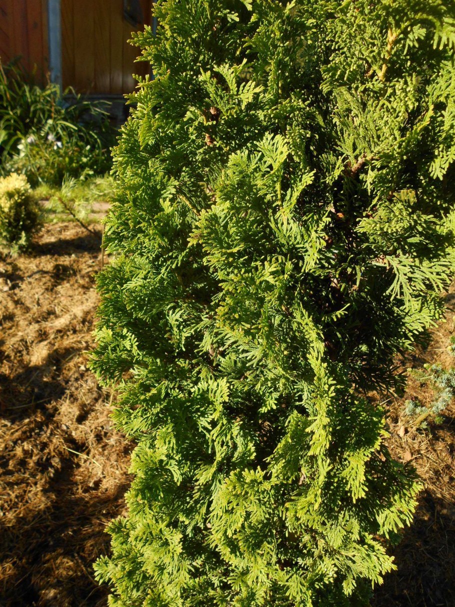 Туя Западная ДЕГРОТС Спайр