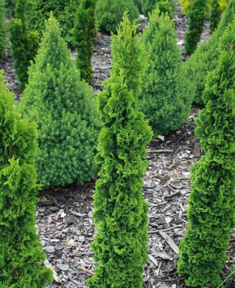 Туя Санкист