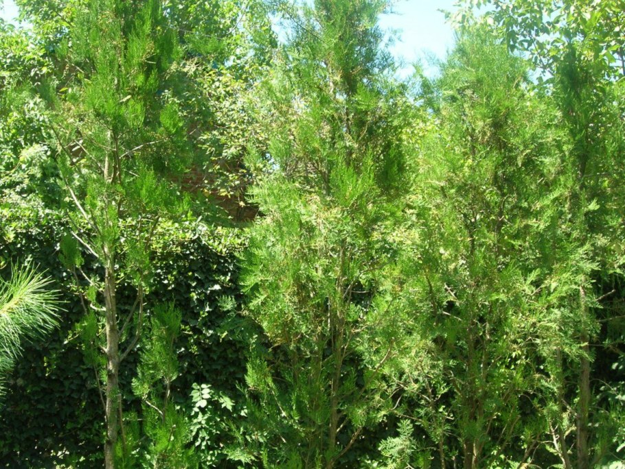 Туя Западная ДЕГРУТ Спайр