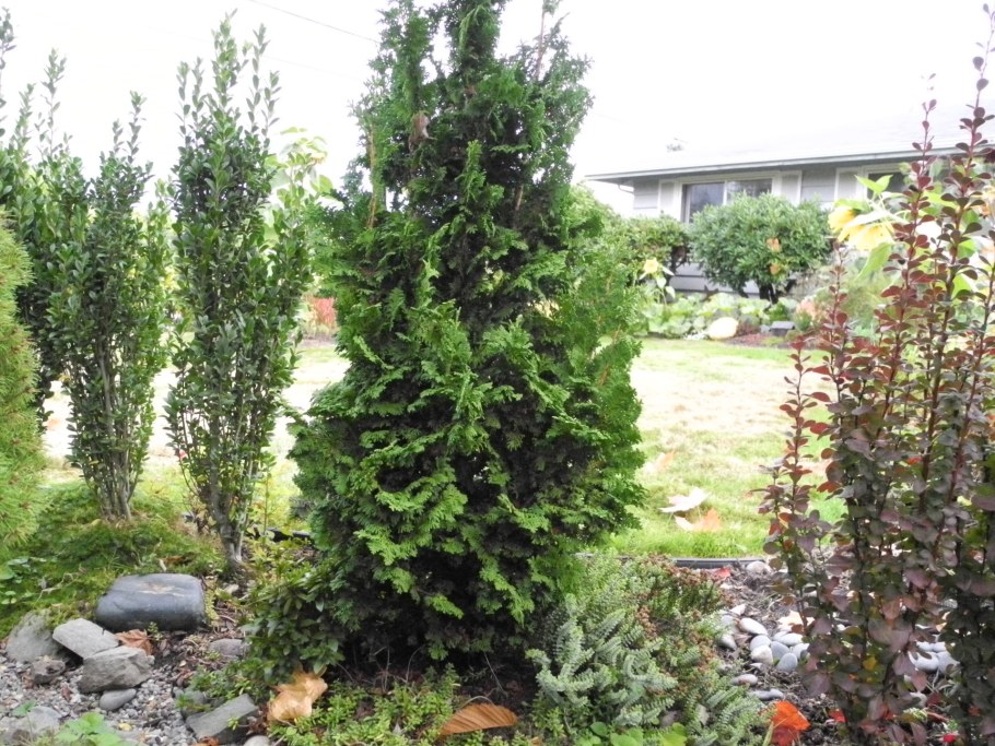 Туя Западная (сорт 'Zmatlik')