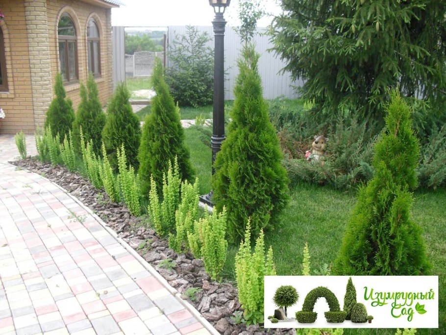 Туя Даника туя Смарагд